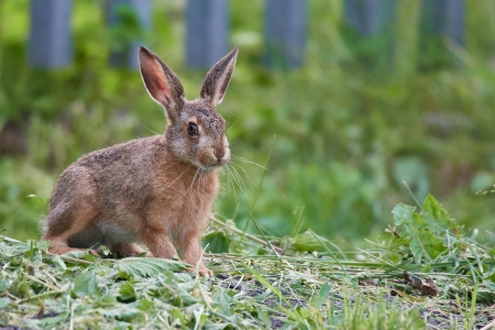  Das Kreisveterinäramt des Kreises Paderborn meldet zwei Fälle der Hasenpest. © Adobe.stock.com - Karin Jähne